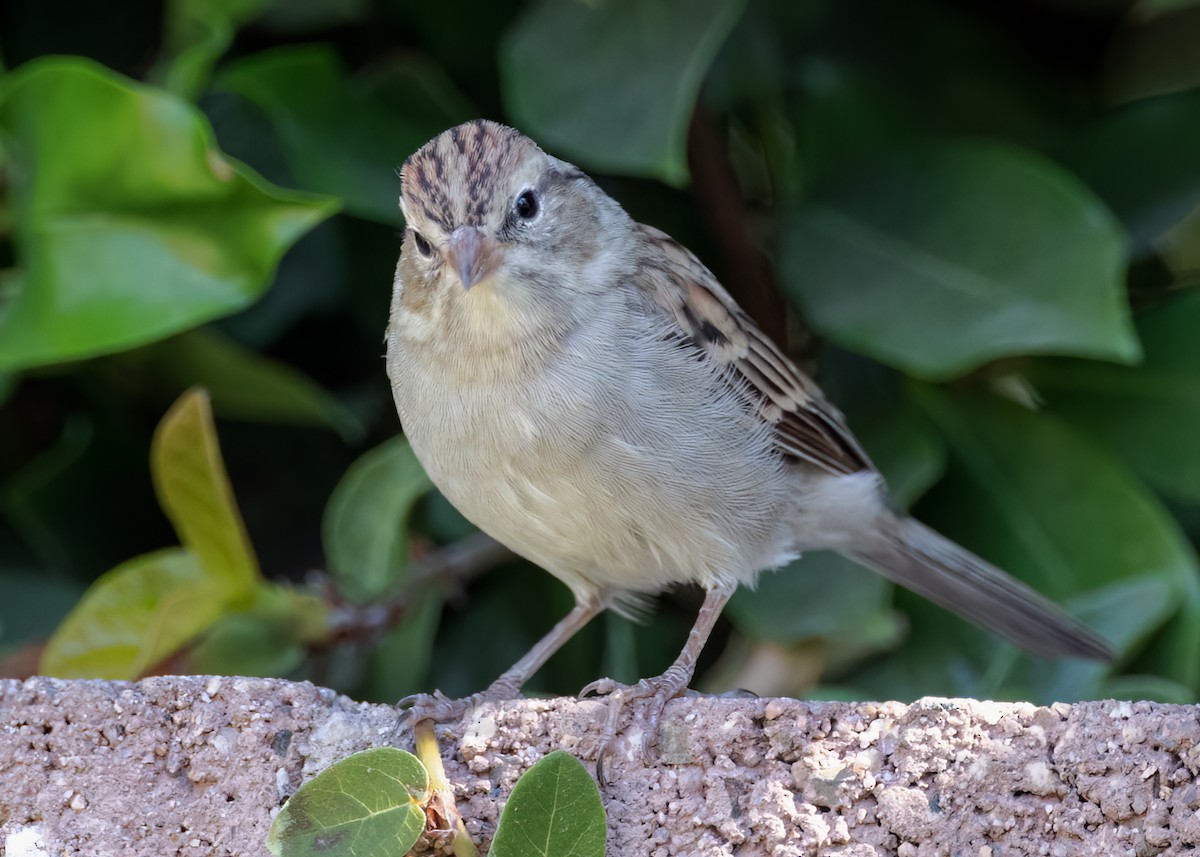 Chipping Sparrow - ML487878061