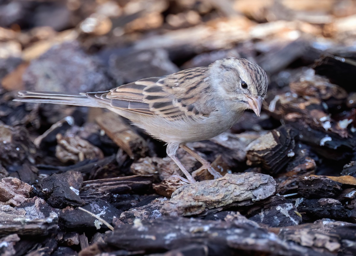 Chipping Sparrow - ML487878071