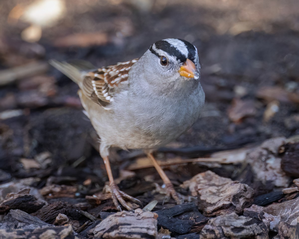 White-crowned Sparrow - ML487878221
