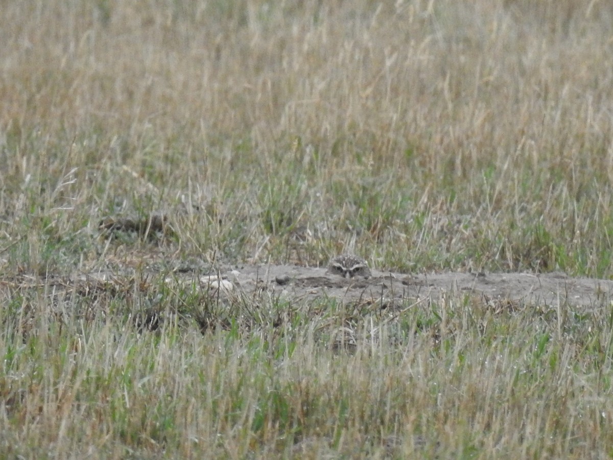 Burrowing Owl - ML487878261