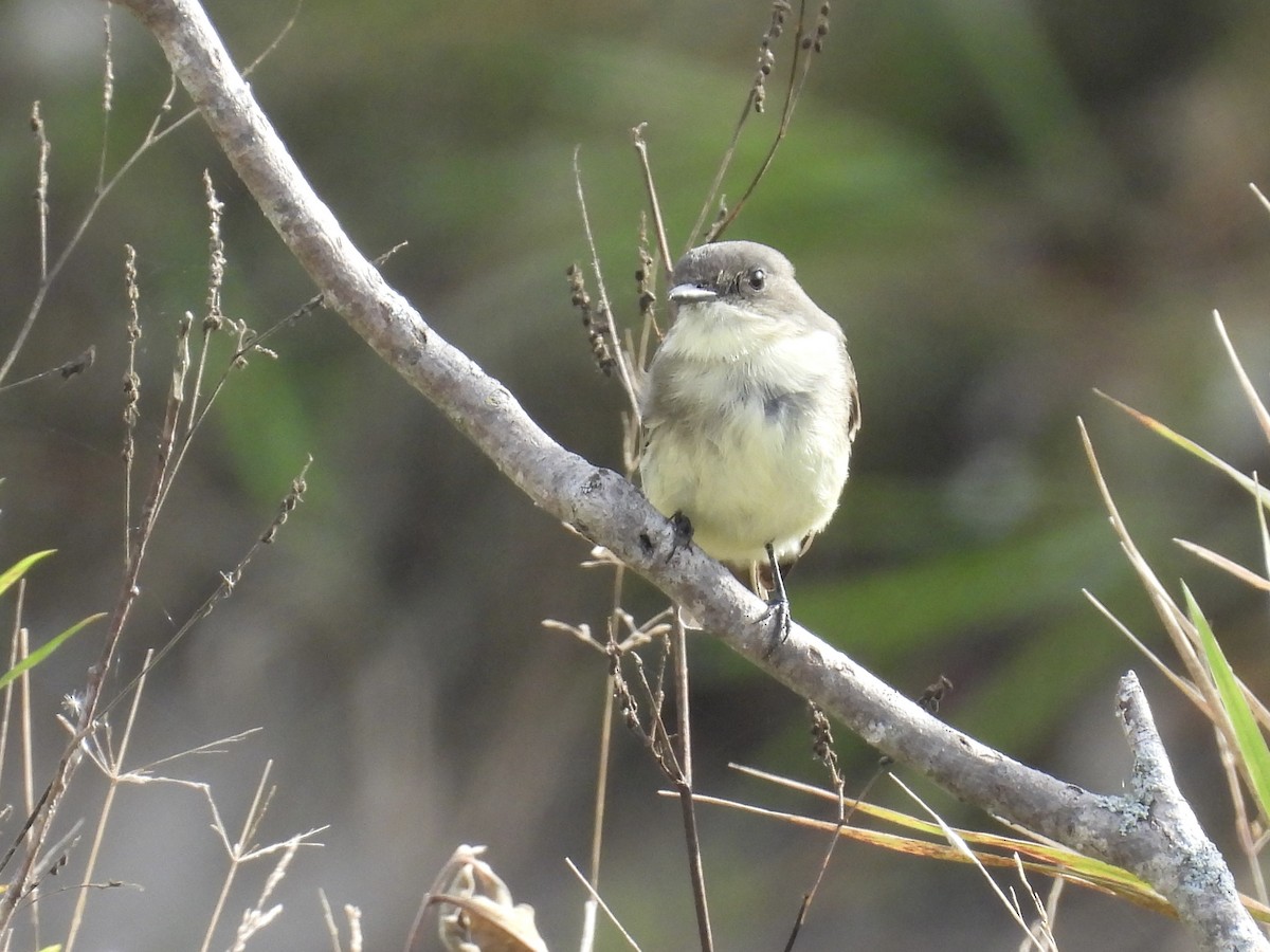 Eastern Phoebe - ML487878571