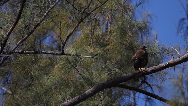 Short-tailed Hawk - ML487879