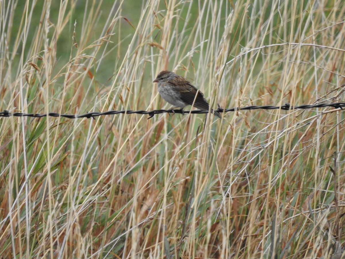 Chipping Sparrow - ML487879001