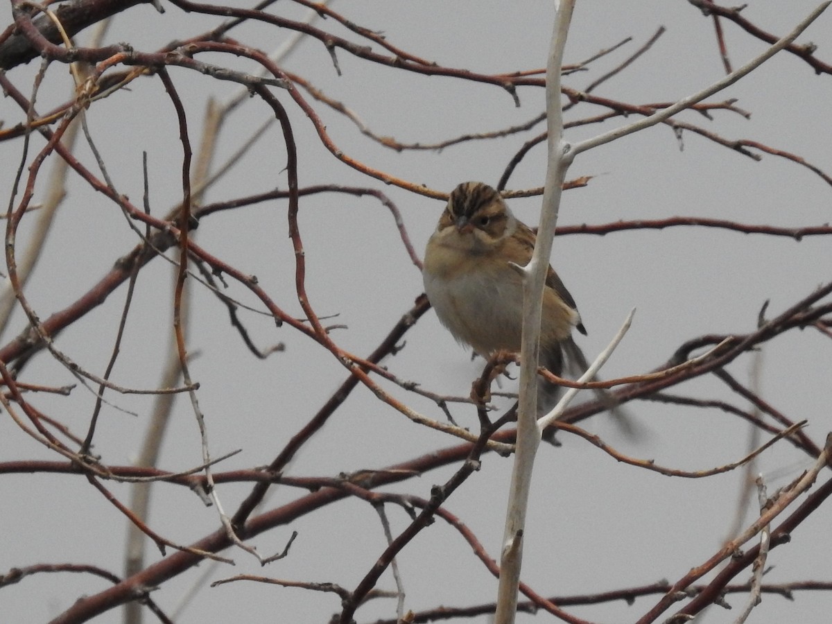 Clay-colored Sparrow - ML487879471