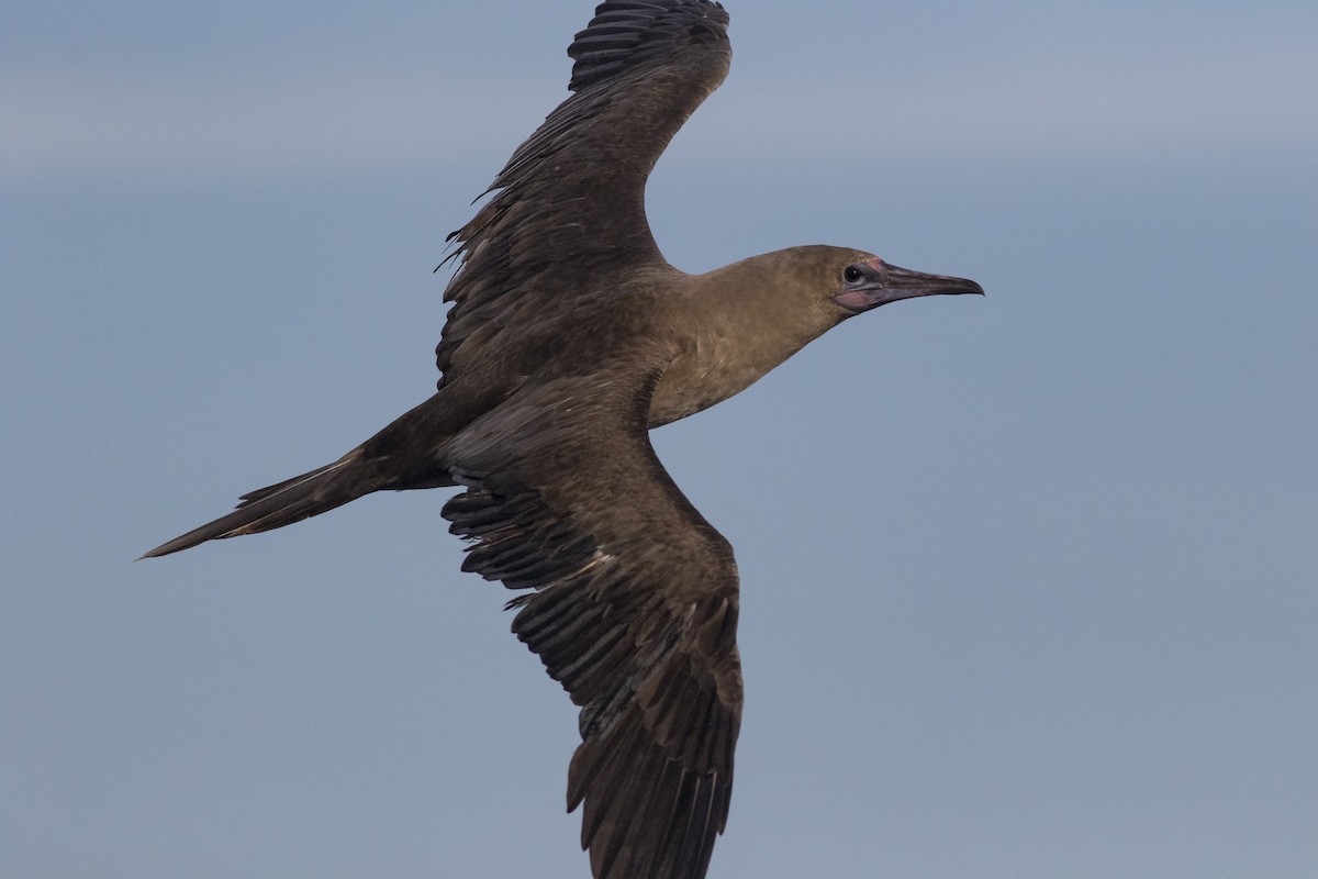Red-footed Booby - Jacob Drucker