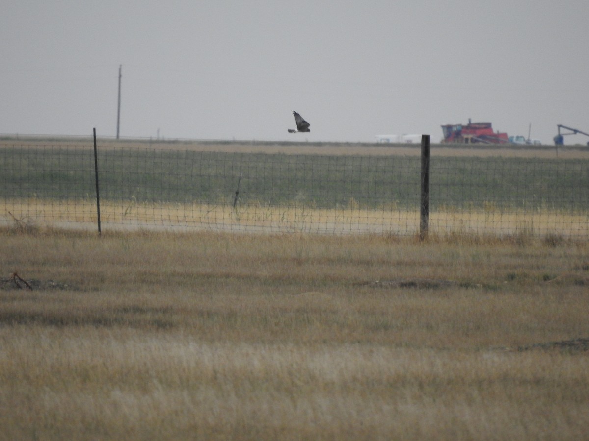 Northern Harrier - ML487879761