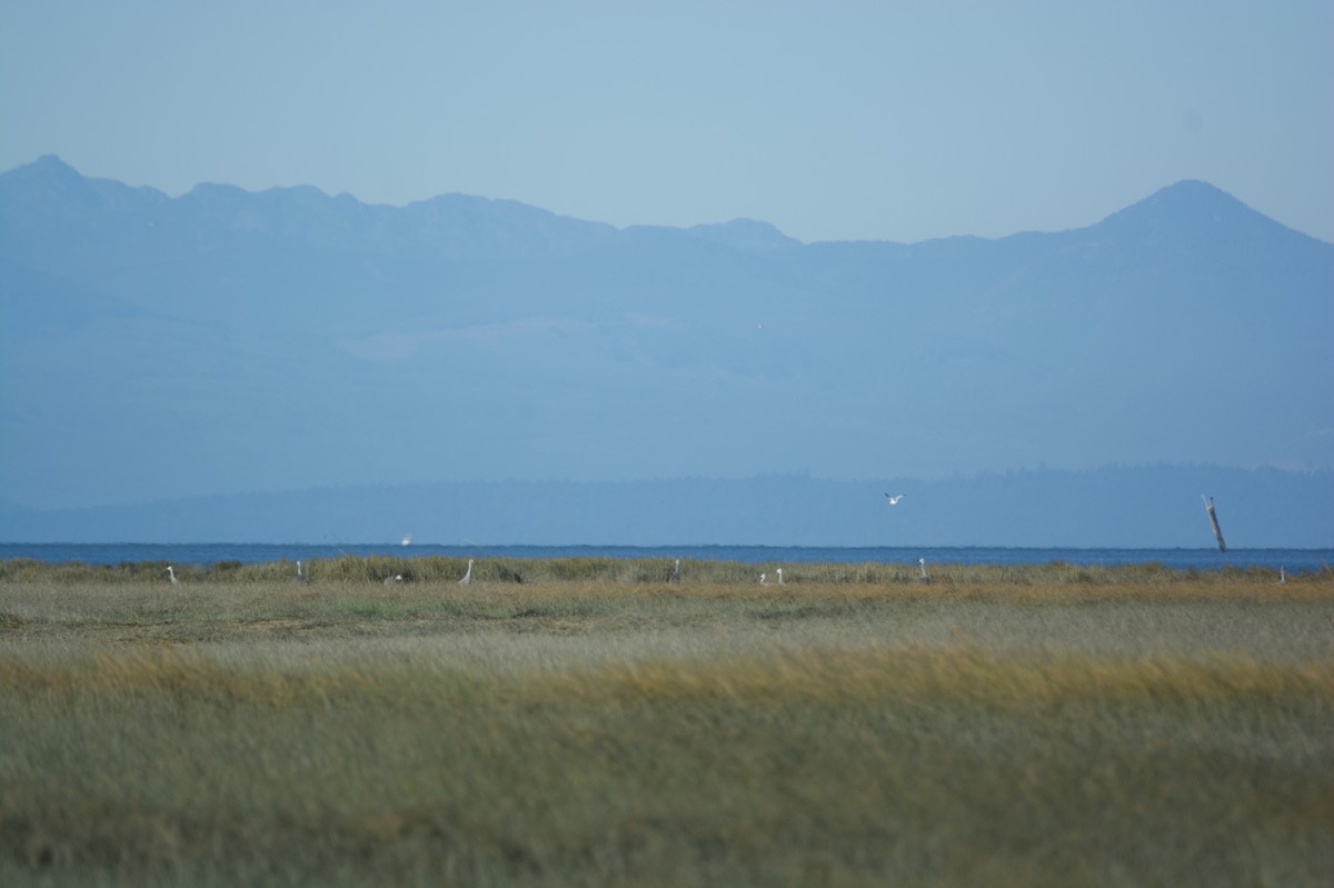 Sandhill Crane - ML487882101