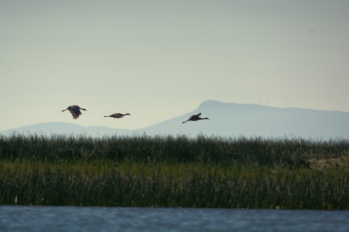 Sandhill Crane - ML487882111