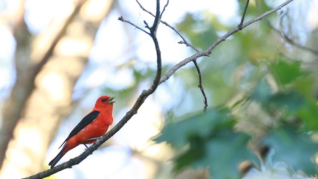 アカフウキンチョウ - ML487883