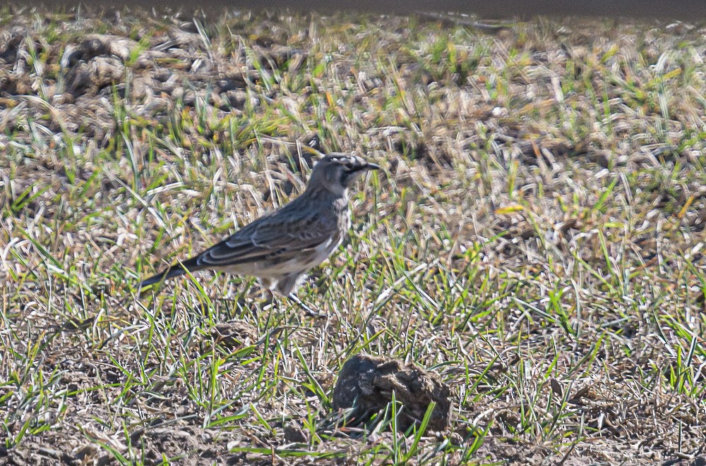 Horned Lark - ML487885191