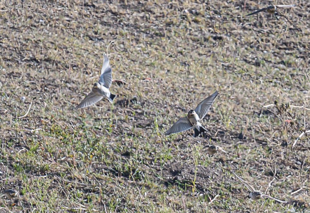 Horned Lark - ML487885211