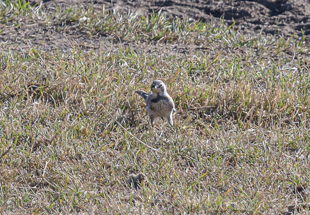 Horned Lark - ML487885221