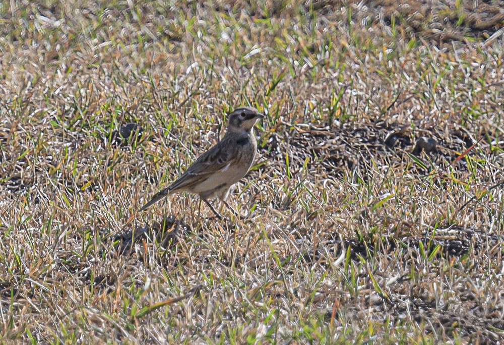 Horned Lark - ML487885231