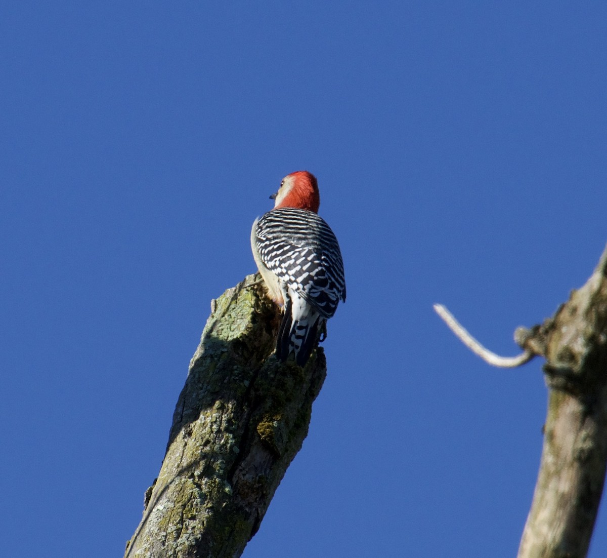 Red-bellied Woodpecker - ML487885451
