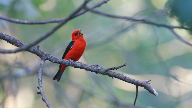 Scarlet Tanager - ML487886