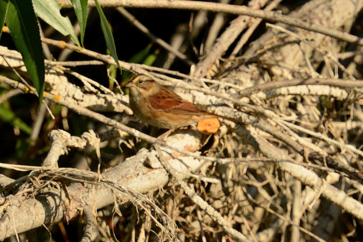 Swamp Sparrow - Gary Davidson