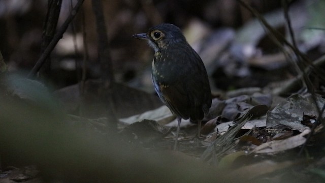 Streak-chested Antpitta - ML487887