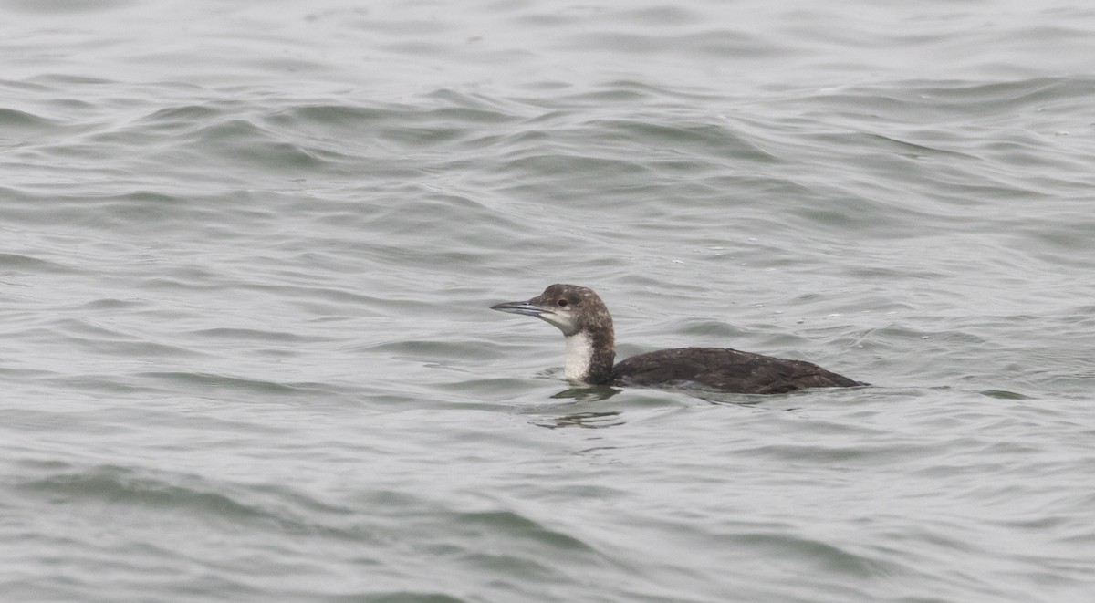 Pacific Loon - ML487887431