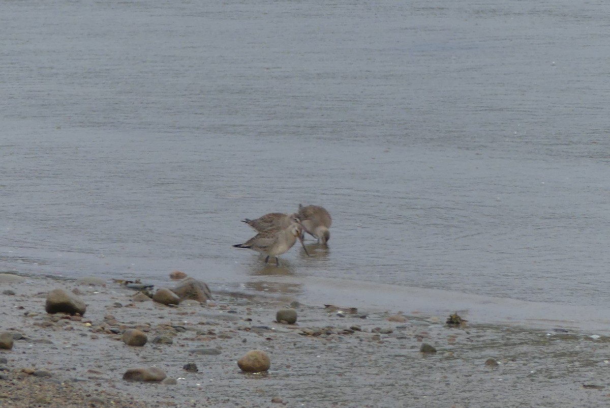 Hudsonian Godwit - Roland Bergeron