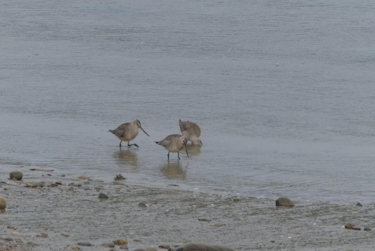 Hudsonian Godwit - Roland Bergeron