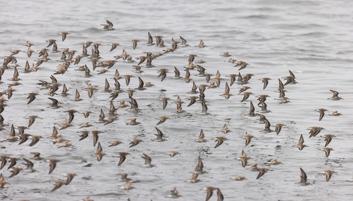 Western Sandpiper - ML487888651