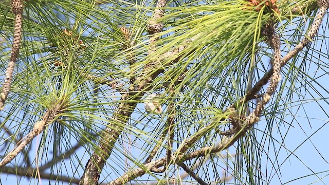 Brown-headed Nuthatch - ML487890