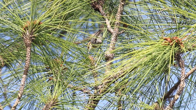 Brown-headed Nuthatch - ML487891