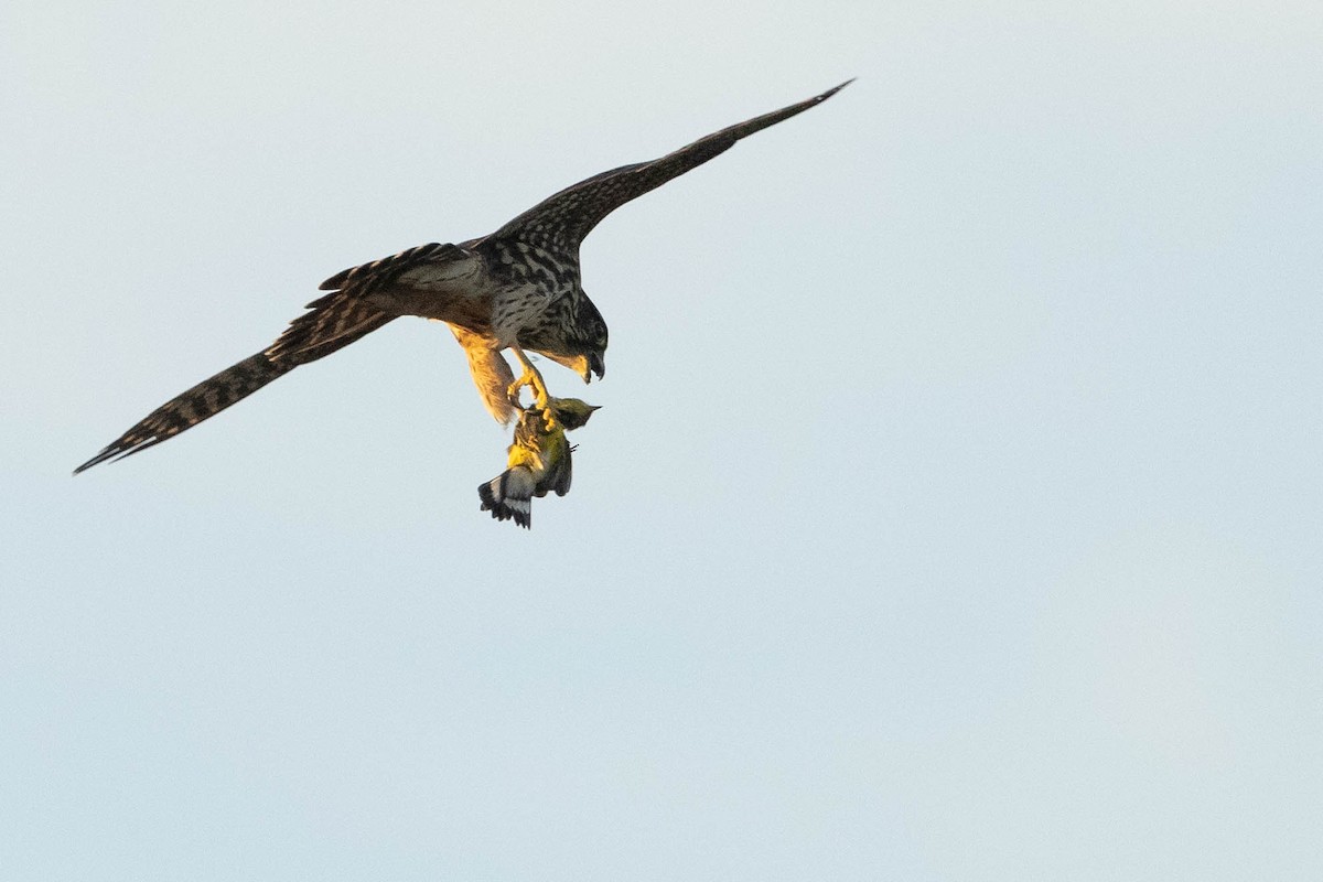 Merlin (Taiga) - ML487892331