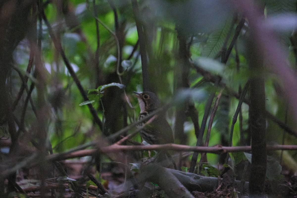 Streak-chested Antpitta - ML487892951