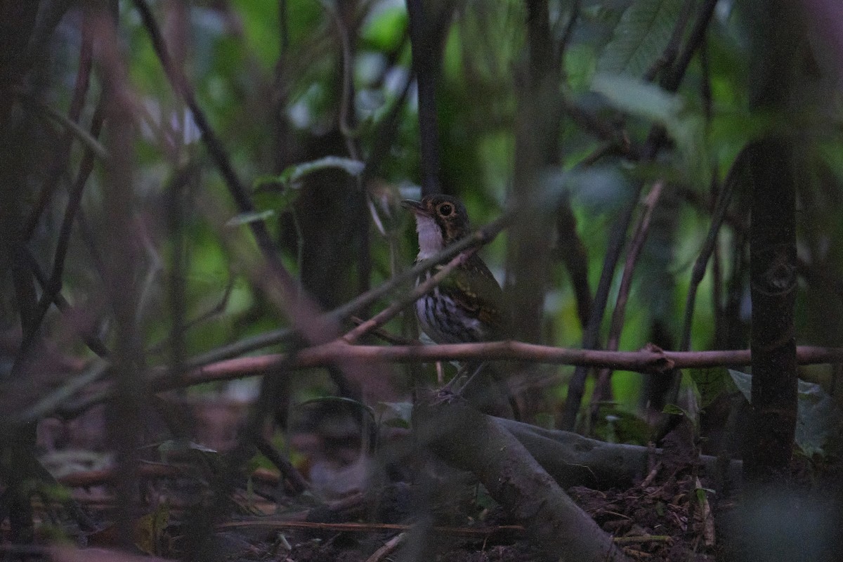 Streak-chested Antpitta - Beata Milhano