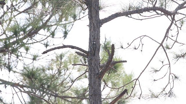 Red-cockaded Woodpecker - ML487894