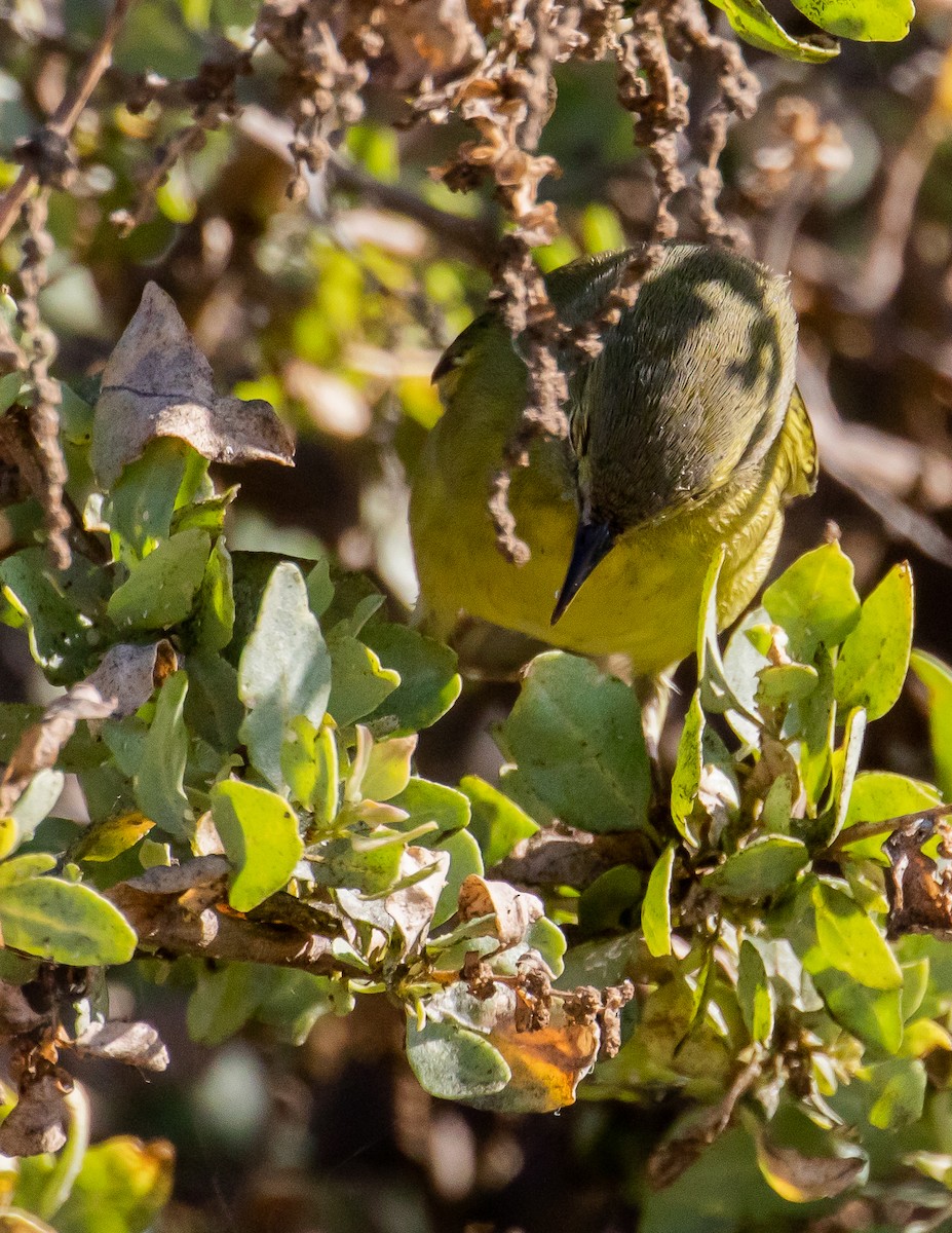 Orange-crowned Warbler - ML487894031