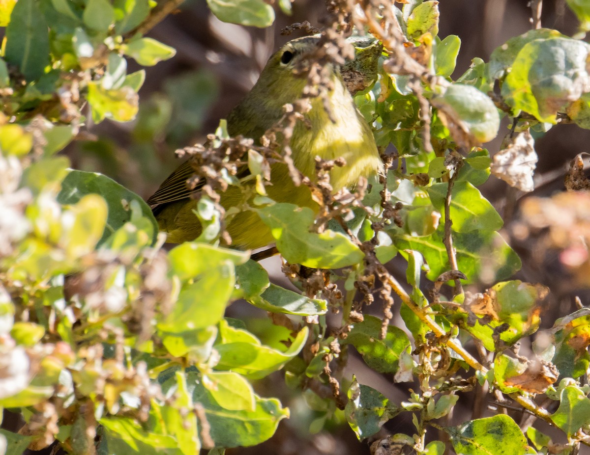 Orange-crowned Warbler - ML487894051