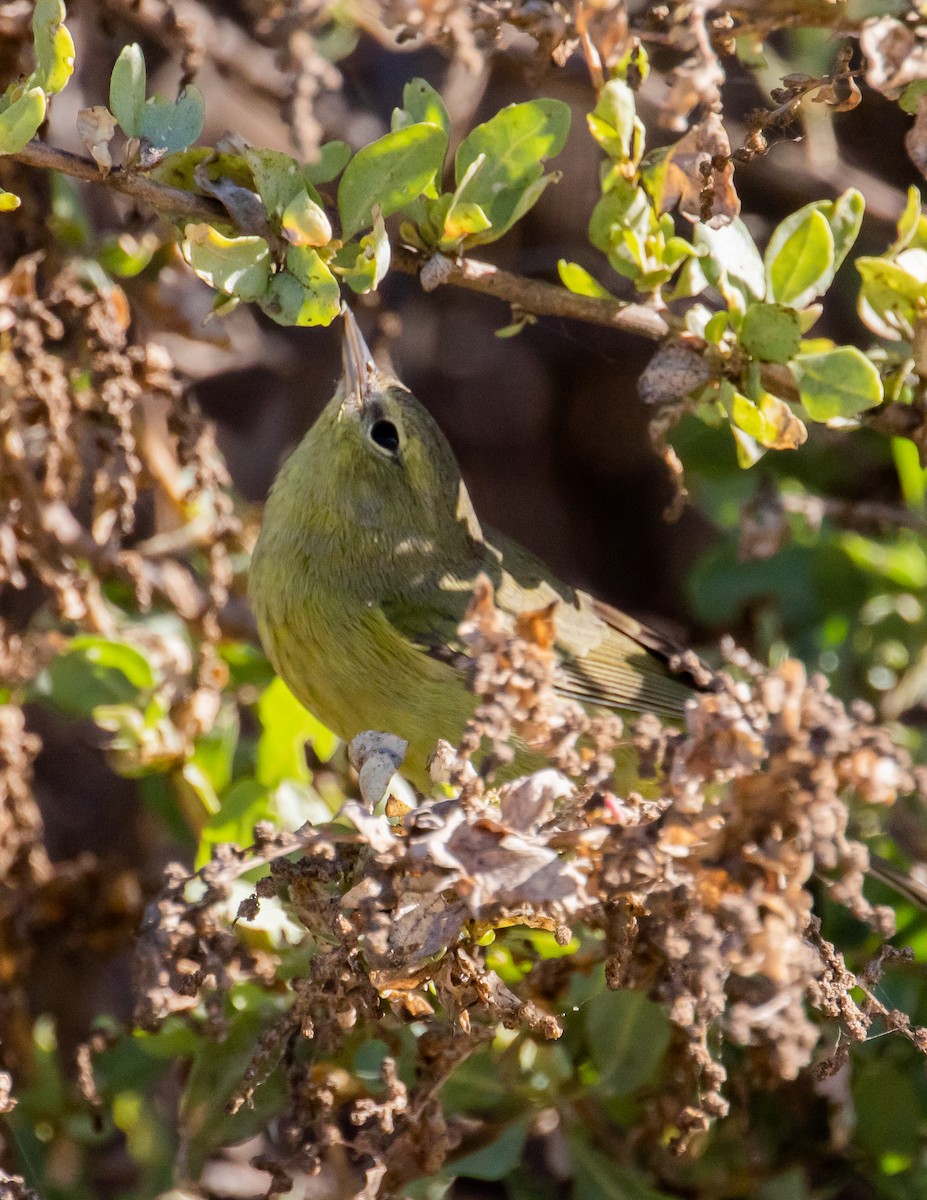 Orange-crowned Warbler - ML487894061