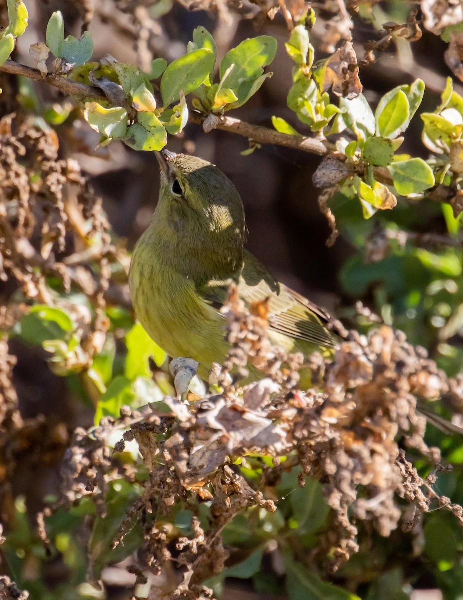 Orange-crowned Warbler - ML487894071