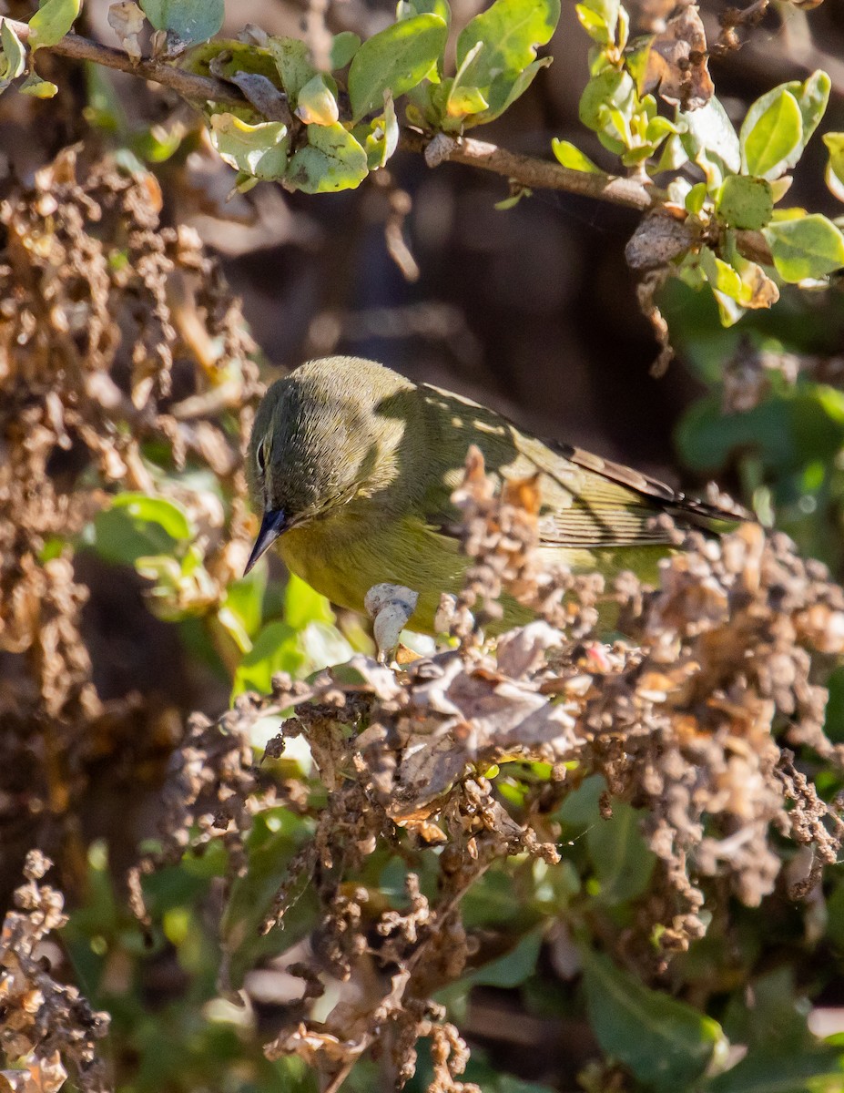 Orange-crowned Warbler - ML487894081