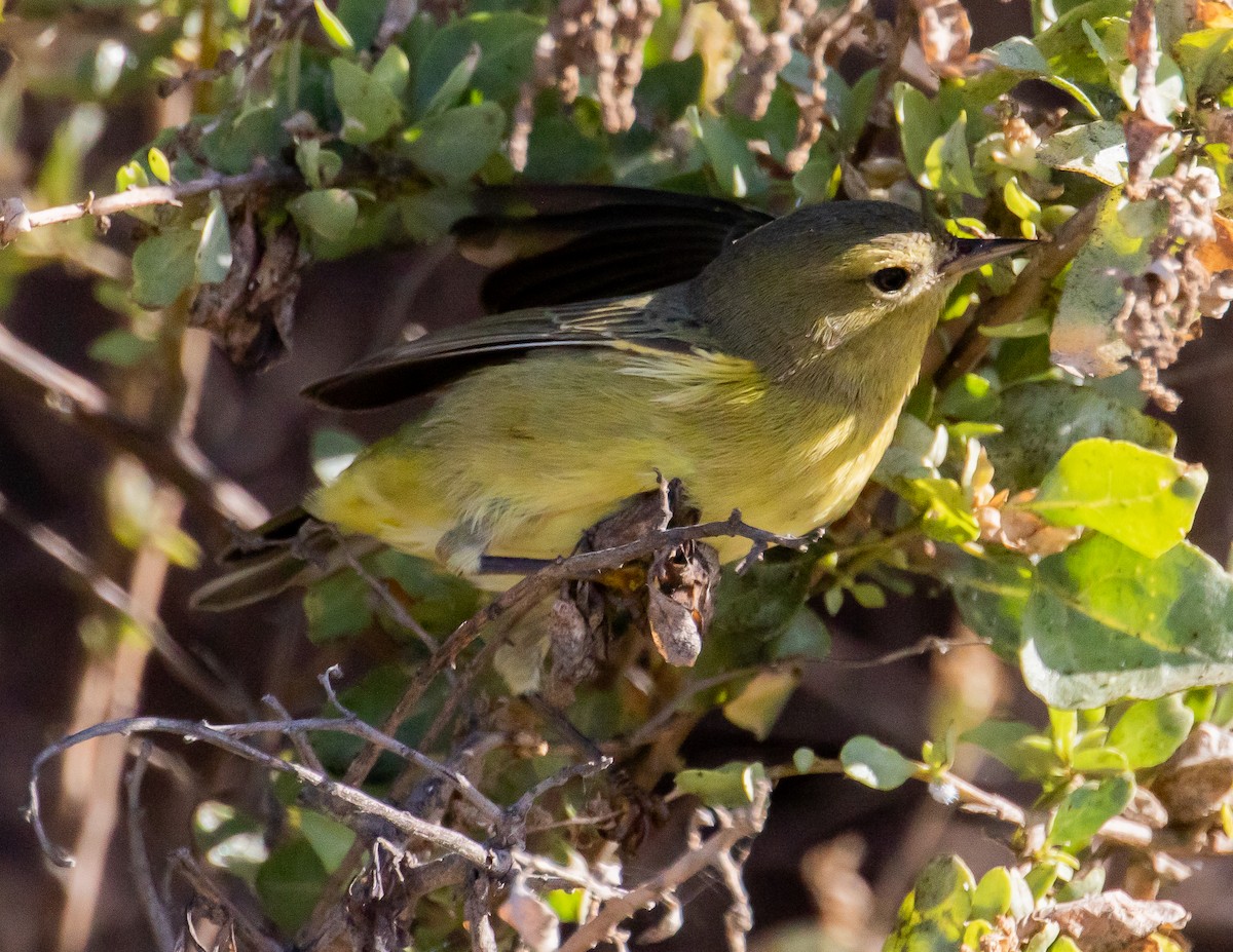 Orange-crowned Warbler - Chris Tosdevin