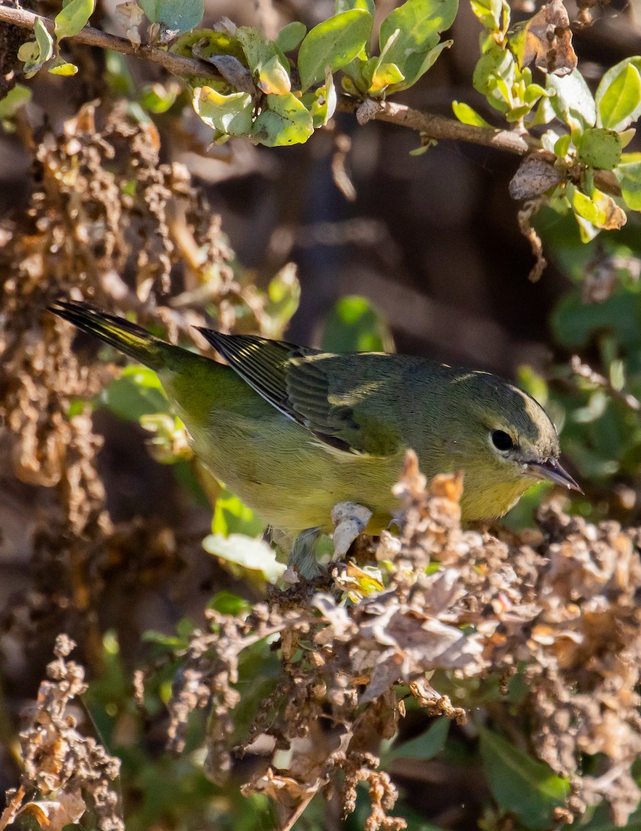 Orange-crowned Warbler - ML487894101