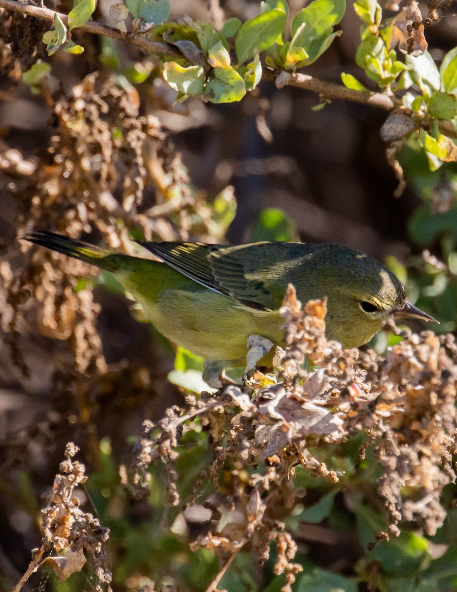 Orange-crowned Warbler - ML487894111