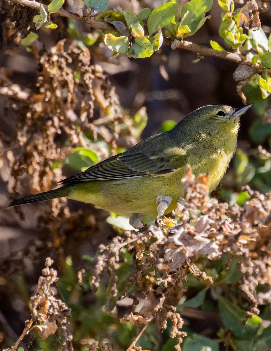 Orange-crowned Warbler - ML487894121