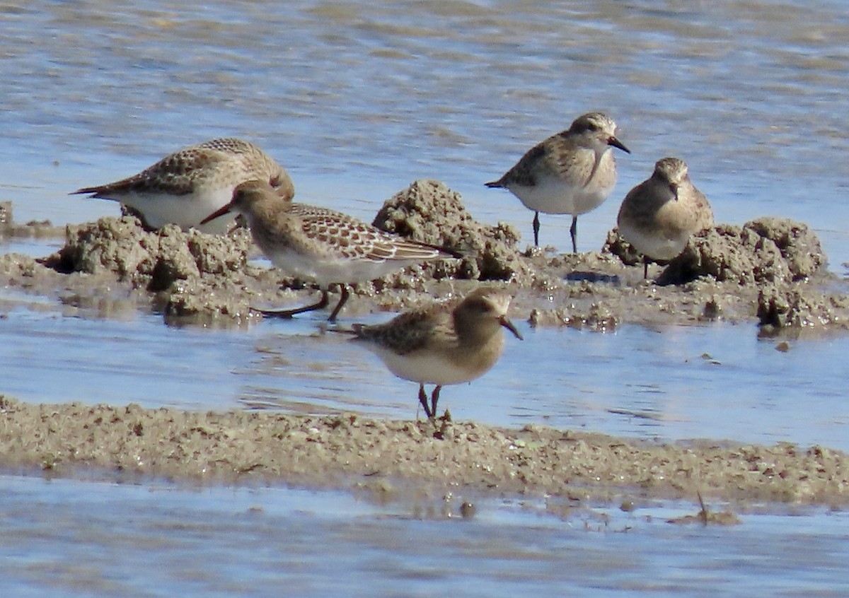 Baird's Sandpiper - ML487894651