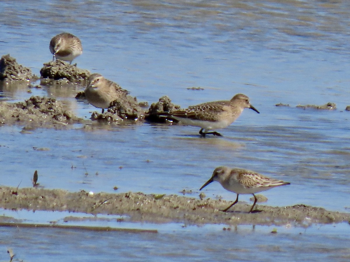 Baird's Sandpiper - Meg Reck