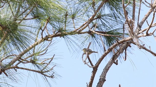 Pine Warbler - ML487895