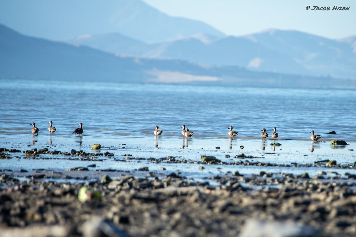 dabbling duck sp. - ML487896991