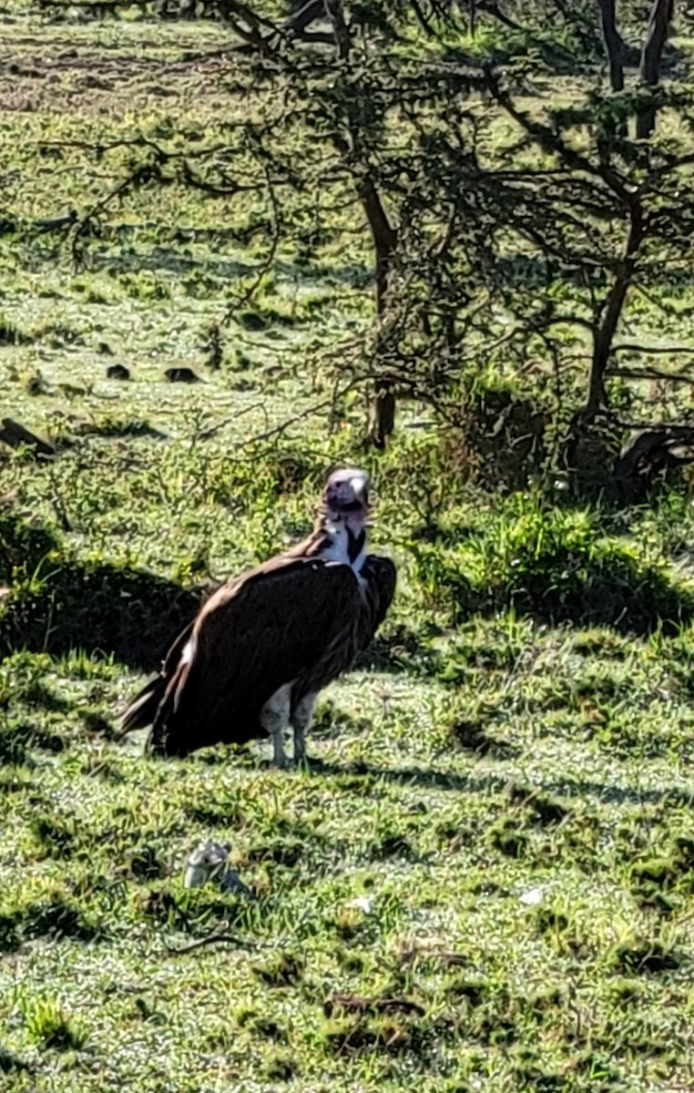 White-headed Vulture - Dawn Nowlin