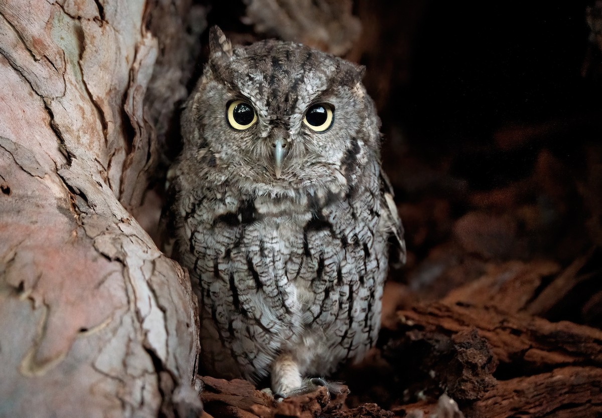 Western Screech-Owl - ML487897981