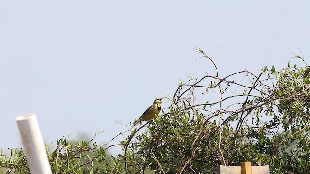 Eastern Meadowlark (Eastern) - ML487898