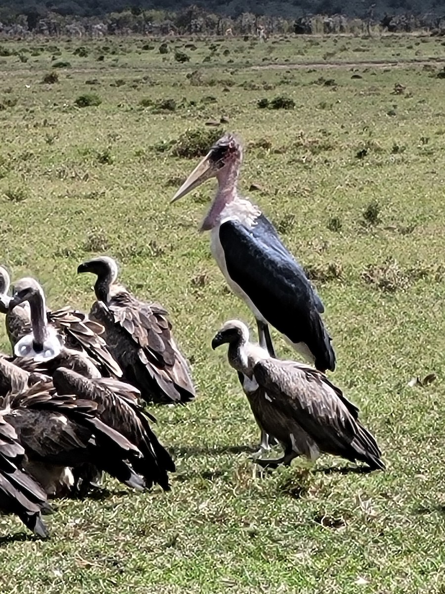 White-backed Vulture - ML487898211