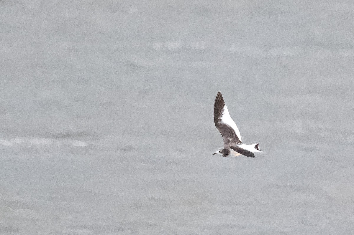 Sabine's Gull - Donald Dixon