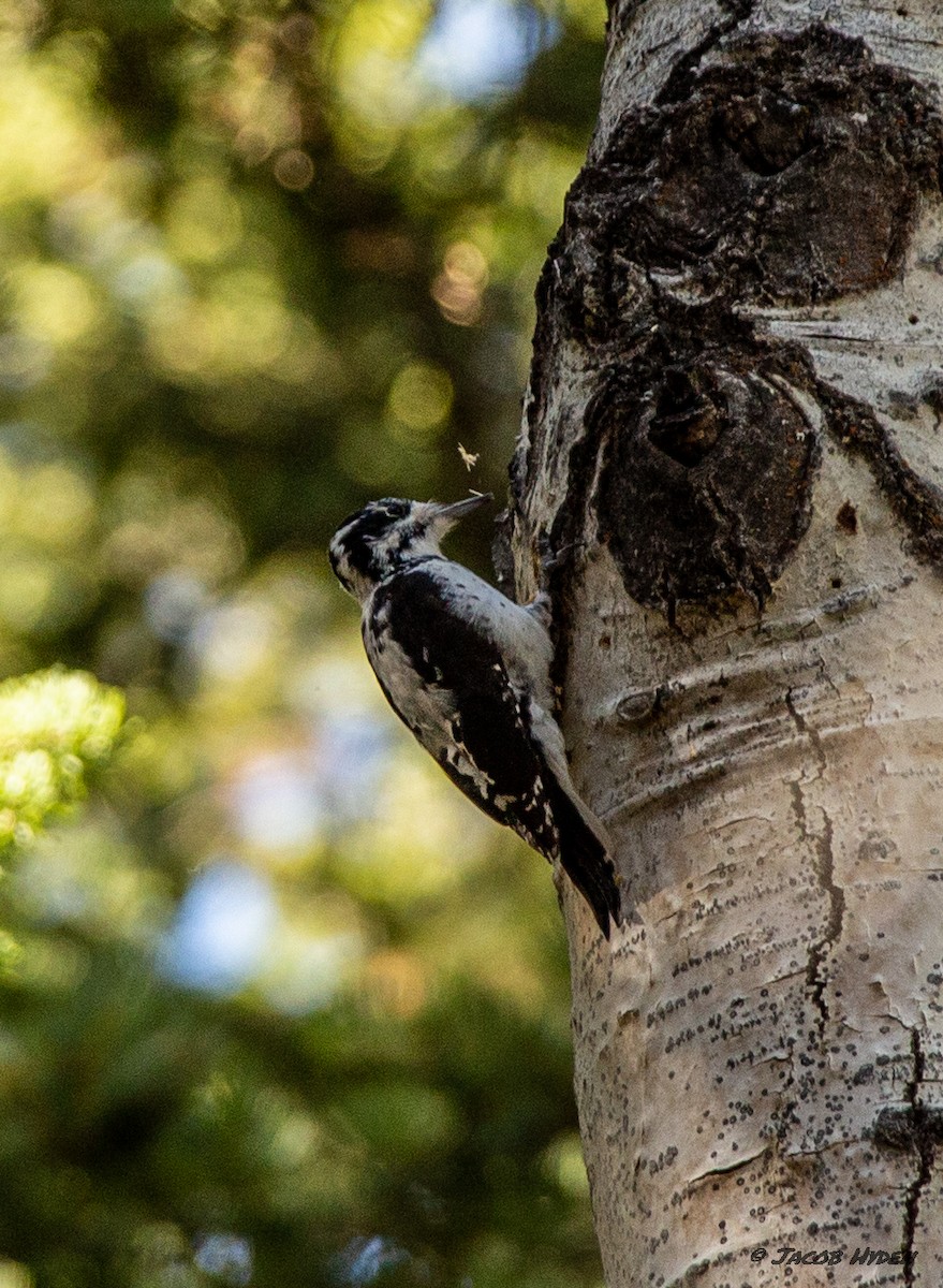 Hairy Woodpecker - ML487899321